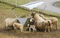 Sheeps with young animals Royalty Free Stock Photo