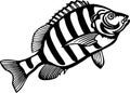 Sheepshead - American Fishes - Logo Fish Vector, Fish Stencil