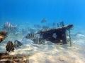 Sheepshead fish swimming through the coral and rock reef