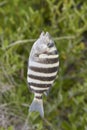 Sheepshead Fish Royalty Free Stock Photo