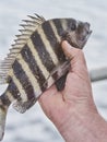 Sheepshead Fish Royalty Free Stock Photo
