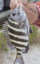 Sheepshead Fish Royalty Free Stock Photo