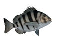 Sheepshead fish Royalty Free Stock Photo