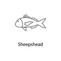 sheepshead icon. Element of marine life for mobile concept and web apps. Thin line sheepshead icon can be used for web and mobile.