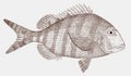 Sheepshead porgy calamus penna, marine fish from the atlantic ocean