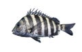 Sheepshead saltwater fish isolated on white Royalty Free Stock Photo