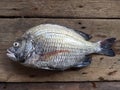 The sheepshead, scup, and red/black seabream, Pagrus major Royalty Free Stock Photo