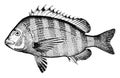 Sheepshead, vintage illustration