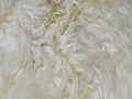 Sheepskin background