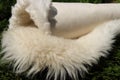 Sheepskin has long white wool fleece. Natural genuine leather is rolled in roll on green shrub outdoors