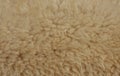 Sheepskin texture