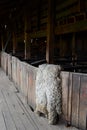 Sheepskins drying in the barn farm estates Harberton.