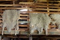 Sheepskins drying in the barn farm estates Harberton.