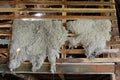 Sheepskins drying in the barn farm estates Harberton. Royalty Free Stock Photo