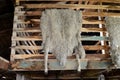 Sheepskins drying in the barn farm estates Harberton. Royalty Free Stock Photo