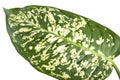 Sheet dieffenbachia Royalty Free Stock Photo