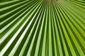 Sheet of a fan palm tree.Trachycarpus fortunei. Royalty Free Stock Photo