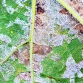 A dangerous disease of grape Mildew - downy mildew lat. Plasmo Royalty Free Stock Photo