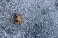 Sheet of ice on sidewalk with single dead leaf on rough surface Royalty Free Stock Photo