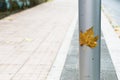 A sheet of London plane attached to a lamppost Royalty Free Stock Photo