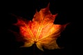 Sheet of maple tree on black background. Royalty Free Stock Photo