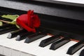 Sheet Music with Rose on piano Royalty Free Stock Photo