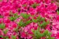 A sheet of Pink azalea flowers in the garden Royalty Free Stock Photo