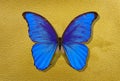 A sheet of watercolor paper painted with gold paint and bright blue morpho butterfly Royalty Free Stock Photo