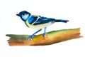 On a sheet of white paper, a watercolor drawing of a titmouse bird sitting on a branch is made by hand in watercolor Royalty Free Stock Photo