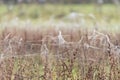 Sheets of spider webs and spiders on vegetation after floods