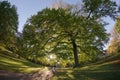 Huge deciduous tree overhangs a sun soaked path in sheffield gardens