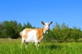 Shegoat in spring field Royalty Free Stock Photo