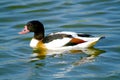 Shelduck