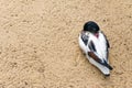 Shelduck (black and white duck, goose) relax and sleeping on the Royalty Free Stock Photo