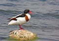 Shelduck on rock