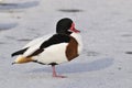 Shelduck - Tadorna tadorna Royalty Free Stock Photo