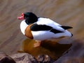 Shelduck (Tadorna tadorna) Royalty Free Stock Photo
