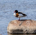 Shelduck at the coast of Oland Island, Sweden