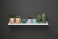 Shelf with beautiful cacti in flowerpots