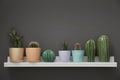 Shelf with beautiful cacti in flowerpots