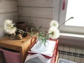 On a shelf with documents near the window is a glass transparent vase with large dandelions puffed up Royalty Free Stock Photo