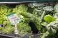 a shelf filled with organic lacinato kale for $2.99 each at the vegan market in Atlanta Georgia