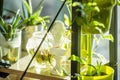 A shelf full of plants and decorative objects receiving sunbeams on a winter afternoon