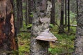 Shelf fungus