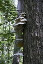 Shelf fungus growing on live tree.