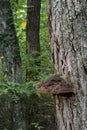 Shelf fungus on live tree