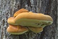 Shelf Fungus on the Tree