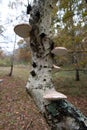 Shelf gungus mushrooms growing on forest tree Royalty Free Stock Photo