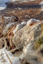 Shelf mushrooms frozen in early spring Royalty Free Stock Photo