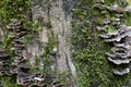 Shelf mushrooms growing on a moss covered tree trunk